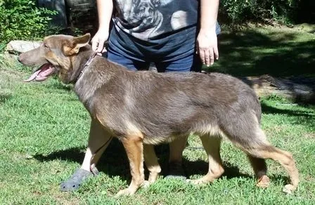 An old-fashioned, straight back, female Isabella blanket German Shepherd Standing on the grass with owner 