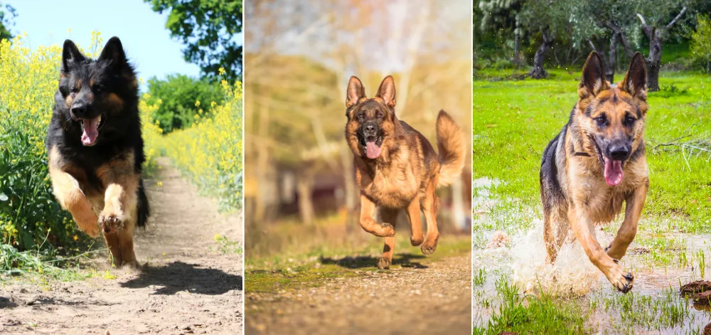 Average Running Distance of German Shepherds