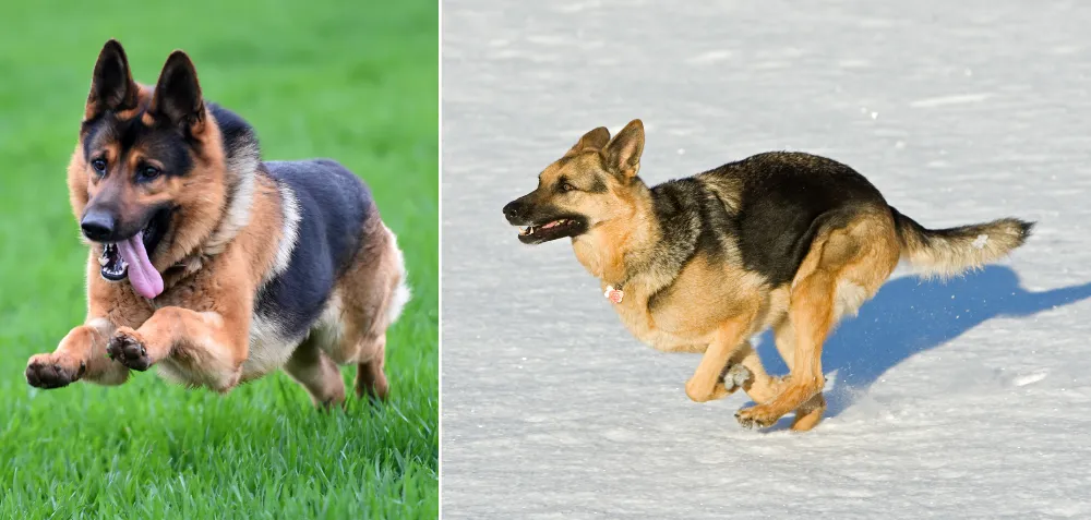 Average Running Speed of a German Shepherd