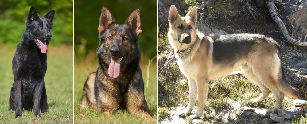 Dark-colored German Shepherds, such as those with black or sable coats, absorb more heat than lighter-colored ones