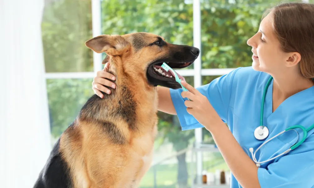 Dental Care Products for German Shepherds