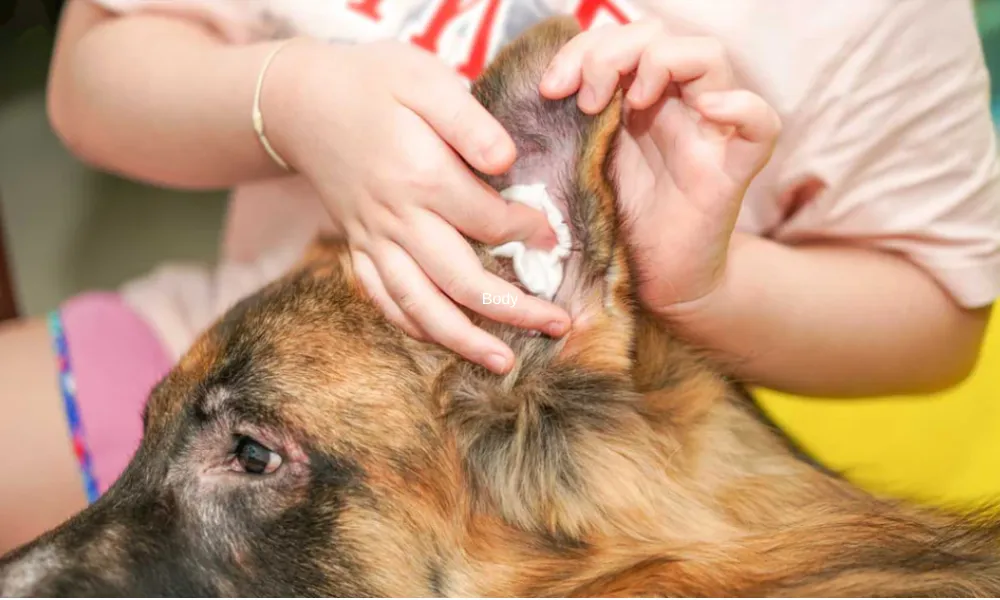 Ear Cleaning Solution for German Shepherds