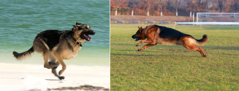 Factors Influencing Running Performance of German Shepherds