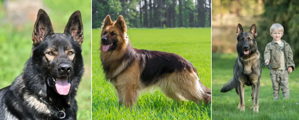 German Shepherds High Drive Helps them  to become a better protection and guardian dog