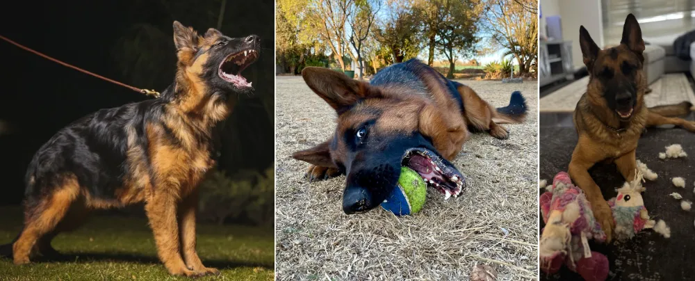 A German Shepherd left without proper exercise or mental engagement may channel its energy into chasing moving objects, animals, or even vehicles.