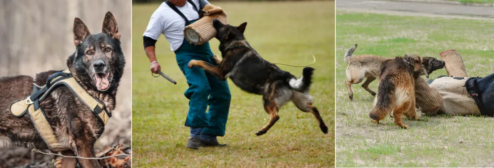 German Shepherds Prey Drive is used in Police and Military Work, and Search and Rescue Work