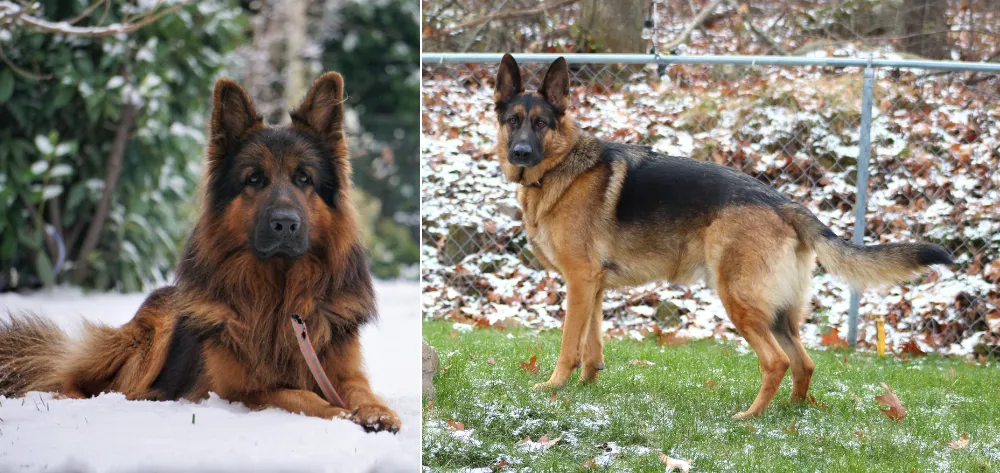 In your left is a long coat Black and Red German Shepherd, and in your right is a stock coat black and tan saddle German Shepherd. 