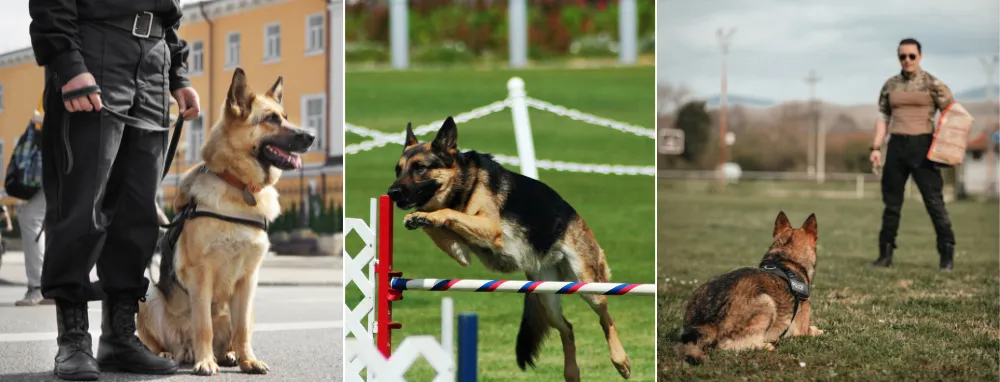 German Shepherds prey drive can be channeled into advanced training, making them reliable for protection roles