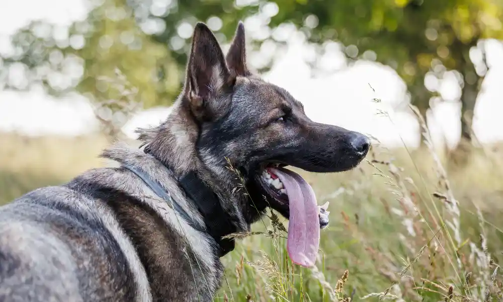 How Do German Shepherds Handle Hot Weather