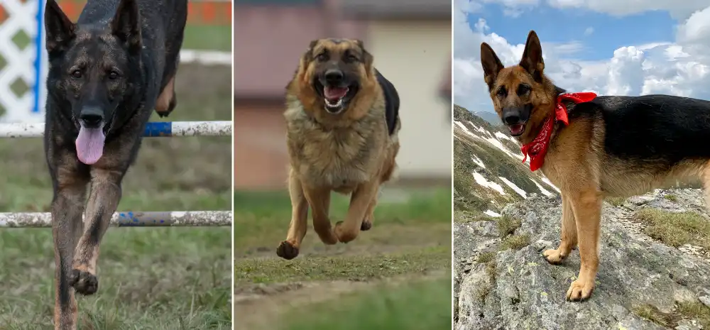 A giant black sable working line German Shepherd Being Trained