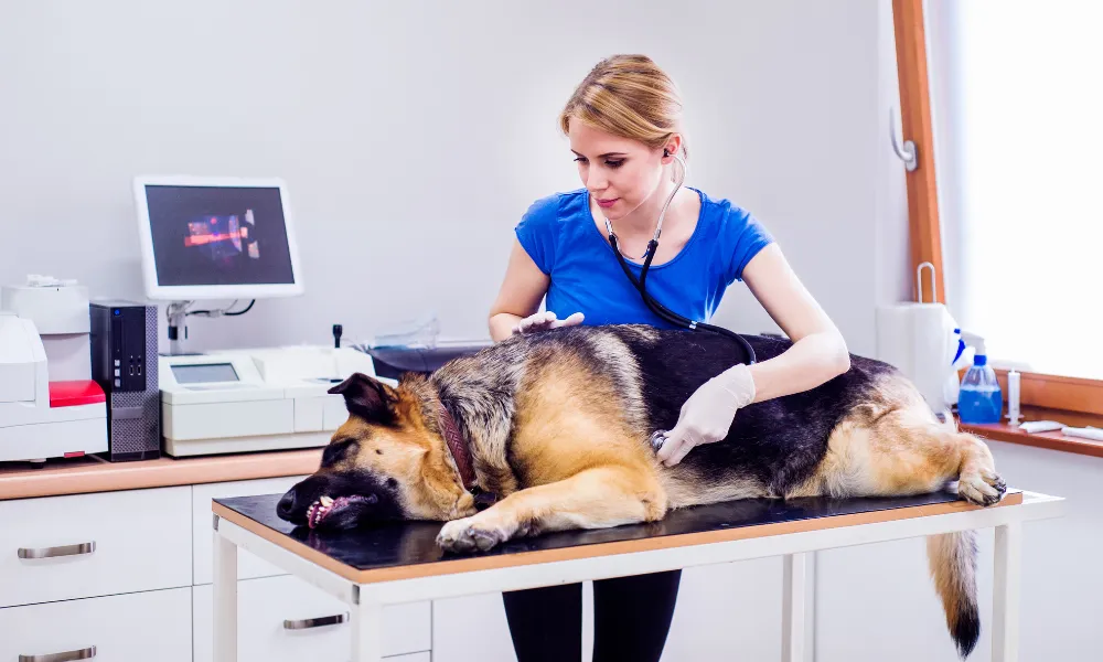 If your German Shepherd shows signs of severe heatstroke such as collapse, unresponsiveness, or seizures seek emergency veterinary care immediately