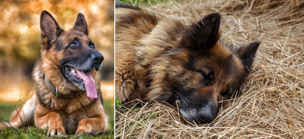 Noticing the Signs of Aging in German Shepherds