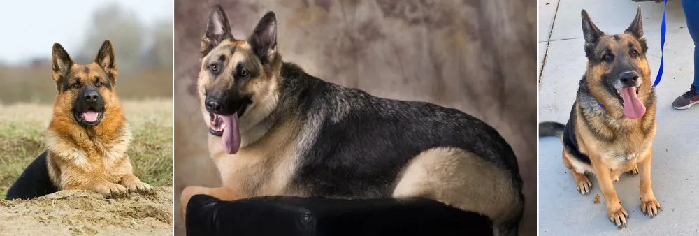 German Shepherd Weight Management