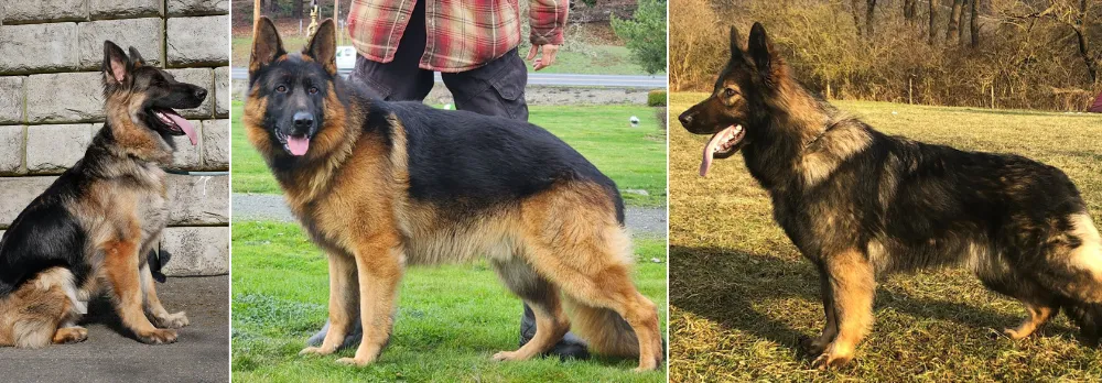 Plush Coat (Medium Coat With an Undercoat) German Shepherds