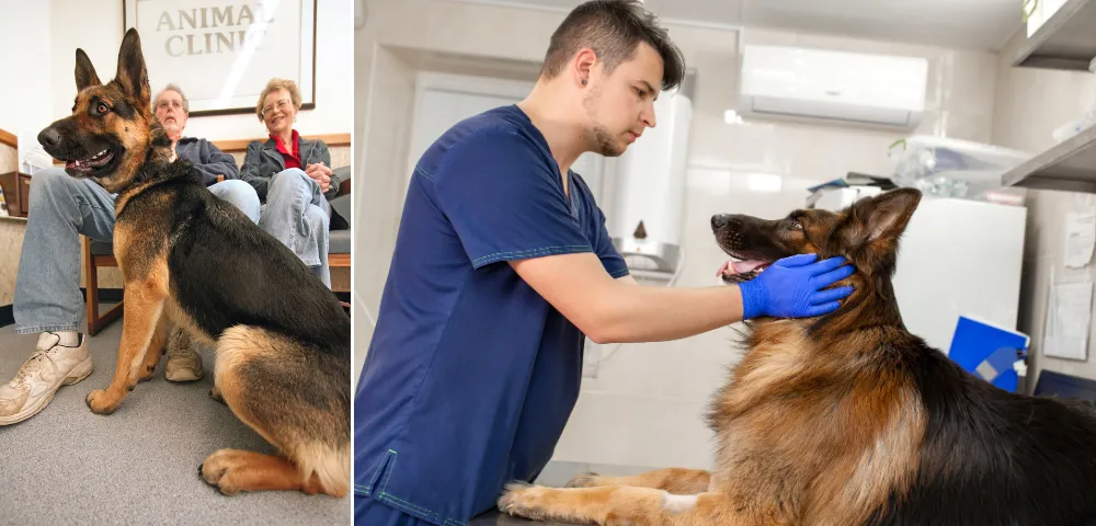 Regular Veterinary Check-ups German Shepherds