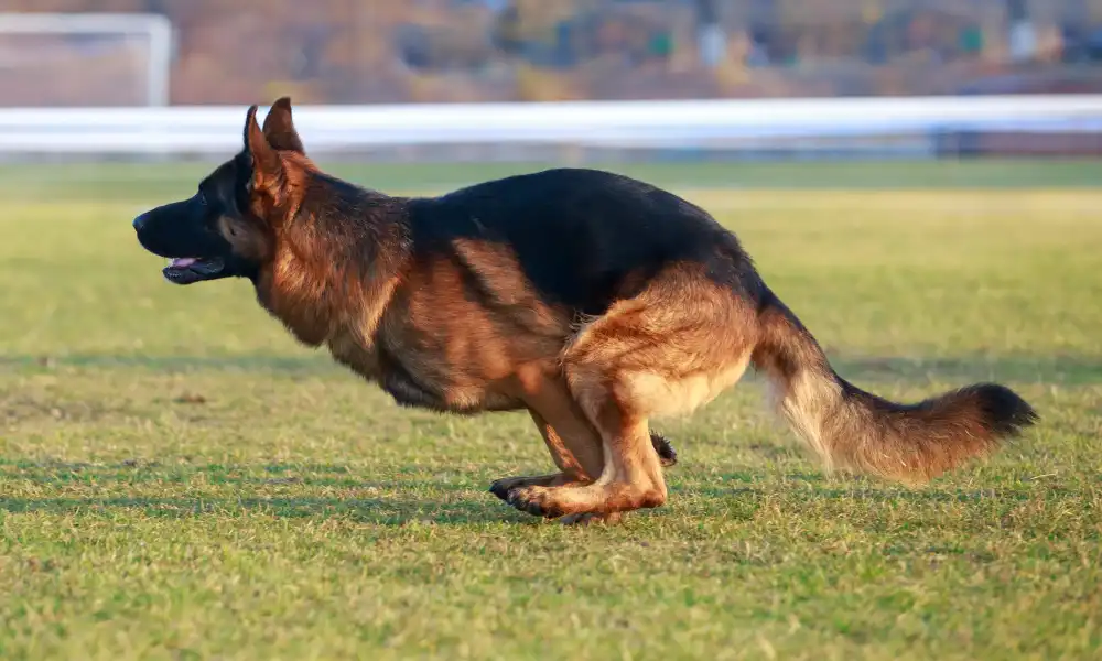 Running Capabilities of German Shepherd Speed, Distance, Endurance