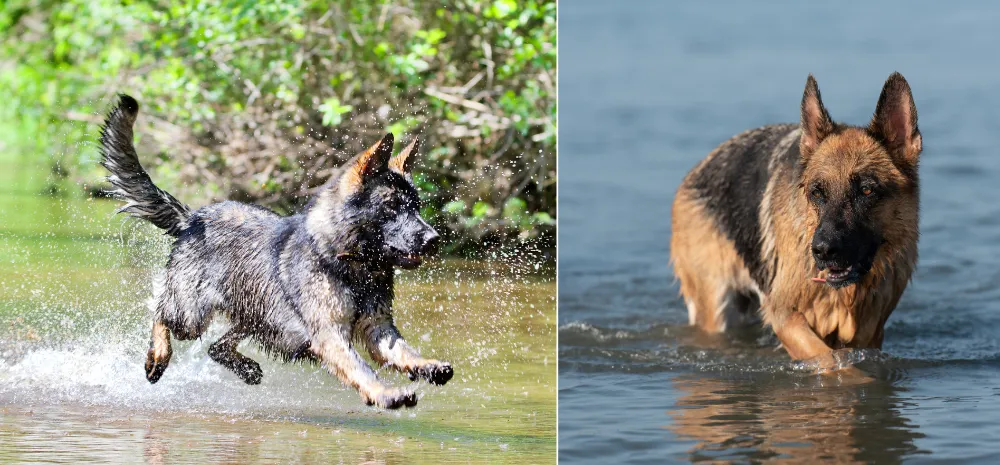 Signs That Your German Shepherd Enjoys Water