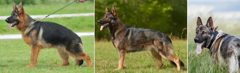 Stock Coat (Short Coat With an Undercoat) German Shepherds