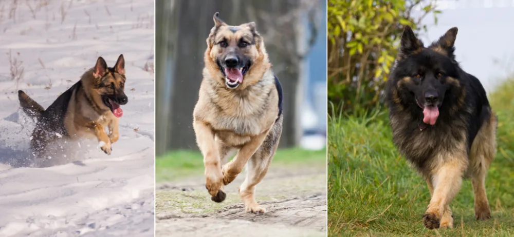 The Longest Known Runs of German Shepherds