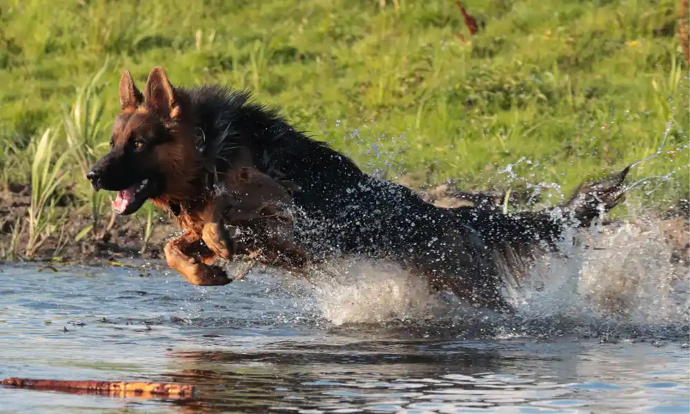 Ultimate Guide to German Shepherds Water Activities