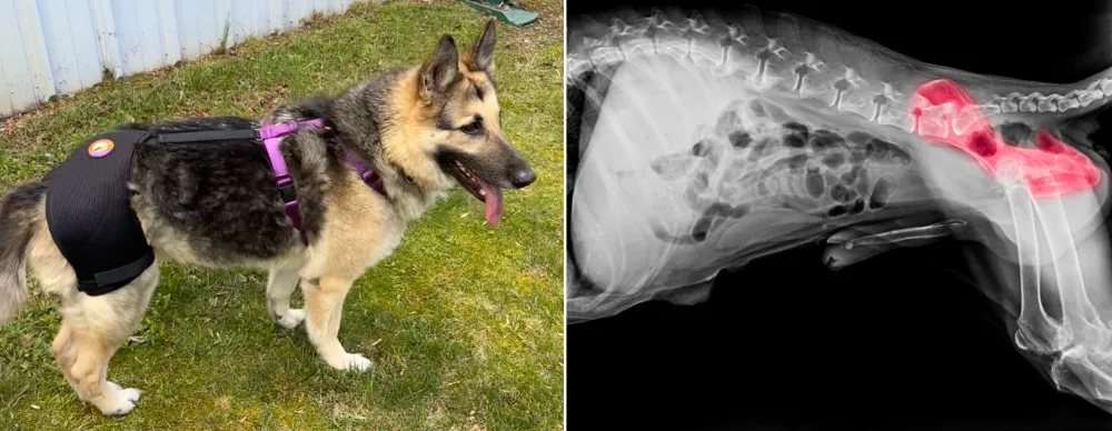 Understanding German Shepherds' genetic predispositions to conditions like hip dysplasia, degenerative myelopathy