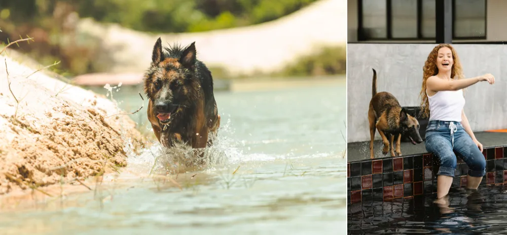 Where Are the Best Places to Swim with Your German Shepherd?