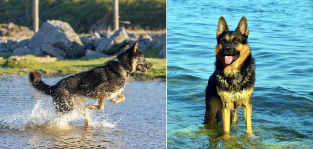 Why Do German Shepherds Love Water