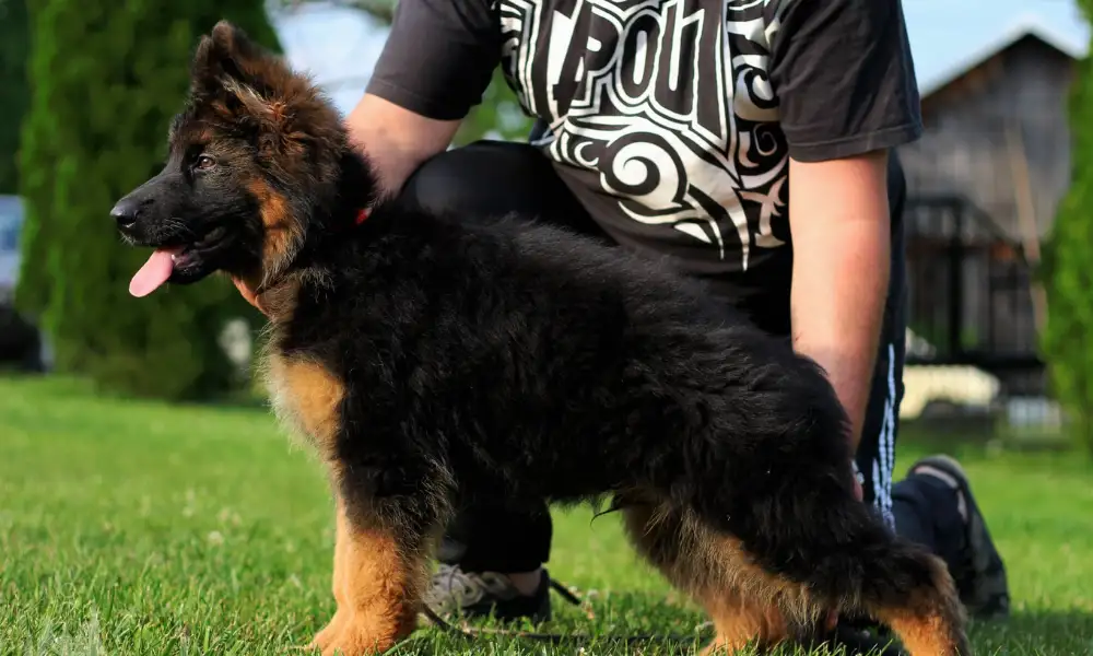 8 Ways to Identify Long Coat German Shepherd Puppy