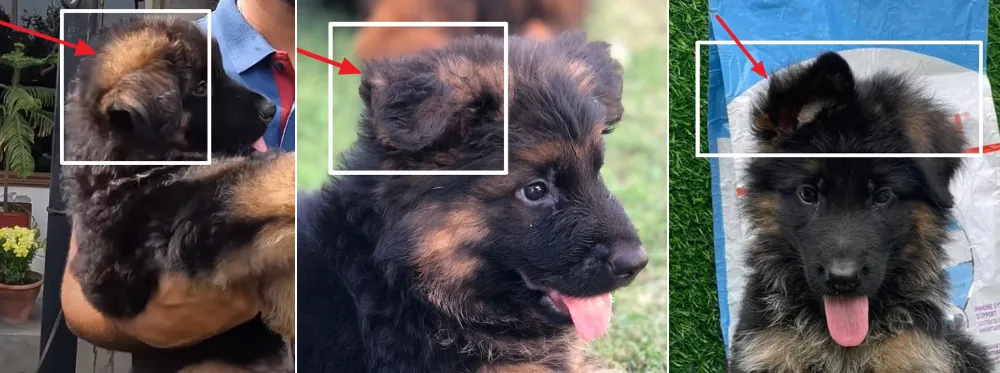 A hallmark of long coat German Shepherd puppies is the presence of visible fur on top of their ears