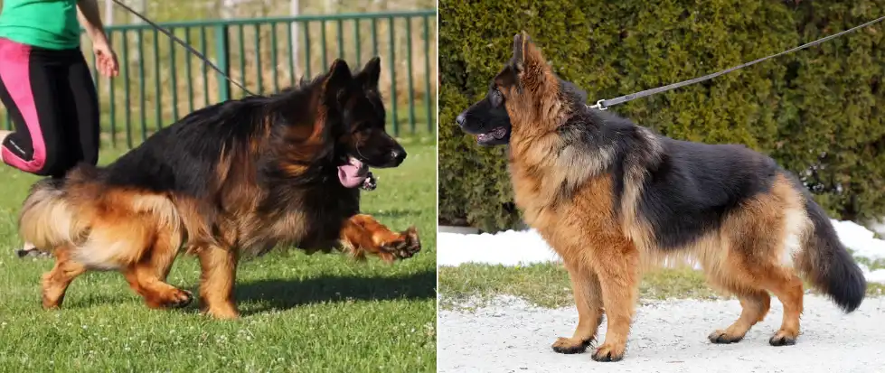 Male and Female Long Coat German Shepherds