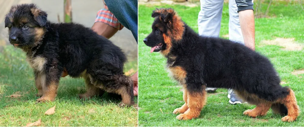 The coat of a Long Coat German Shepherd puppy is not purely straight