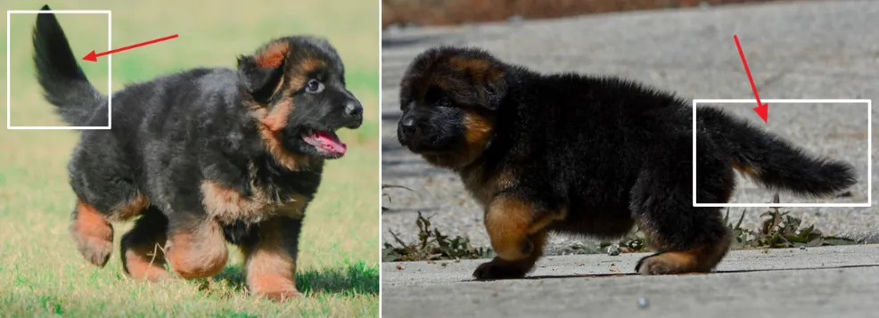 The tail of a long coat German Shepherd puppy is slightly more thicker and bushy than stock coat puppies