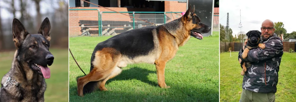 Vom Fündlingsweg German Shepherd Breeder, Germany