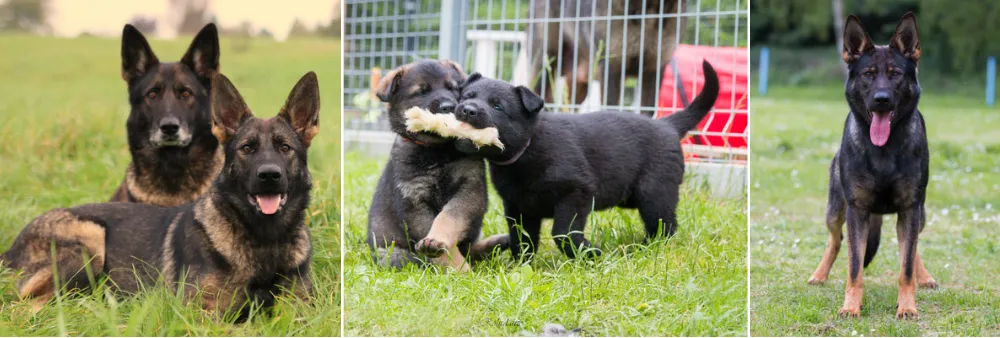 Vom Hause Röhrdanz German Shepherd Breeder, Germany