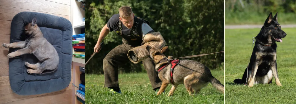 Vom Oberrother Wald German Shepherd Breeder, Germany