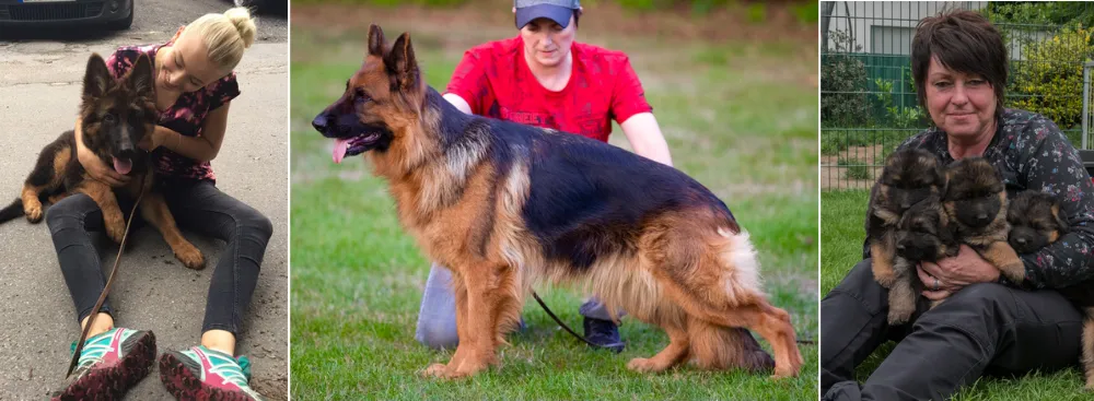 Vom Waltroper Hirschkamp German Shepherd Breeder, Germany