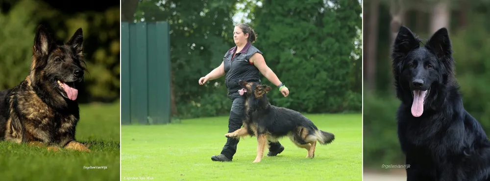 Vom Weiner Drachen German Shepherd Breeder, Germany