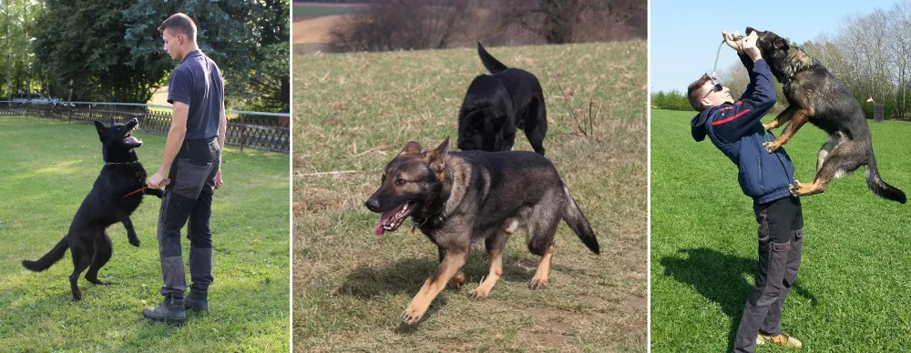 Vom Wolfserbe German Shepherd Breeder, Germany