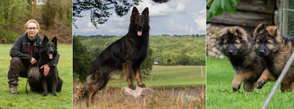 Wolfcubs German Shepherd Breeder, Germany