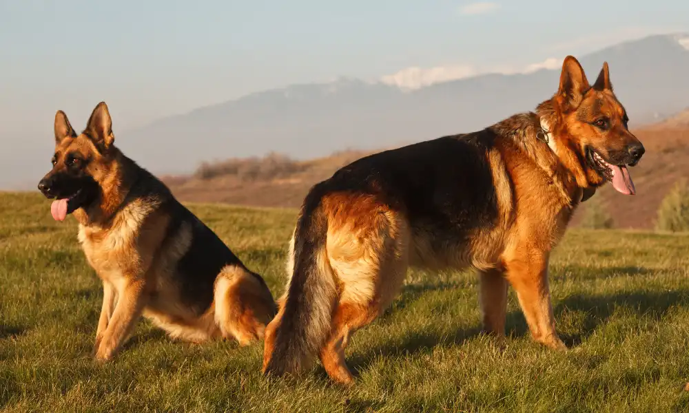 Breeding Frequency for Male German Shepherds