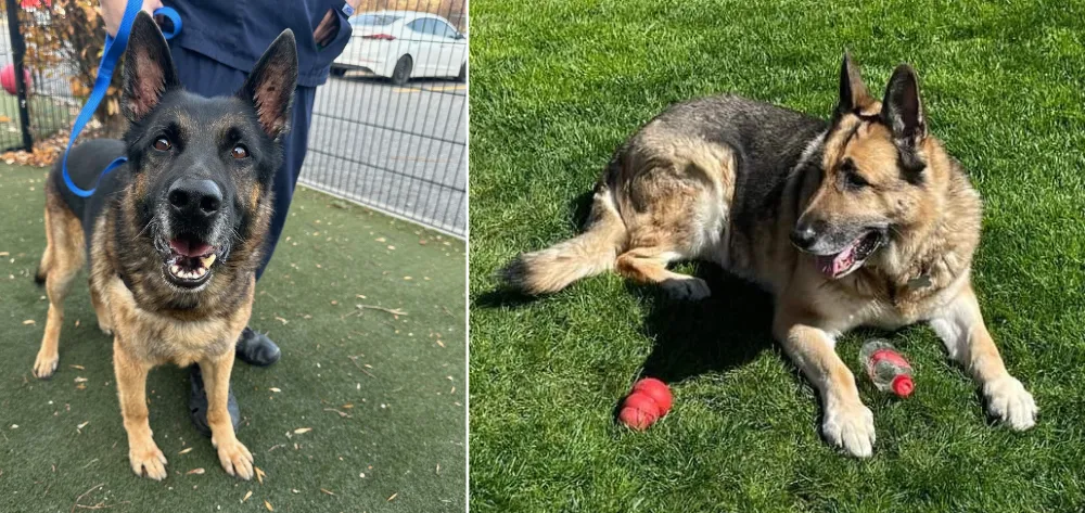 From your left: An eight-year-old stock coat black and tan male German Shepherd, and a nine-year-old stock coat cream sable German Shepherd sitting on the grass.