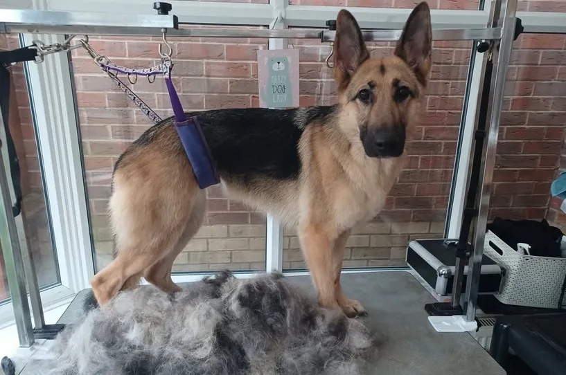 If your German Shepherd's coat is excessively thick, consult a professional groomer for a light trim.