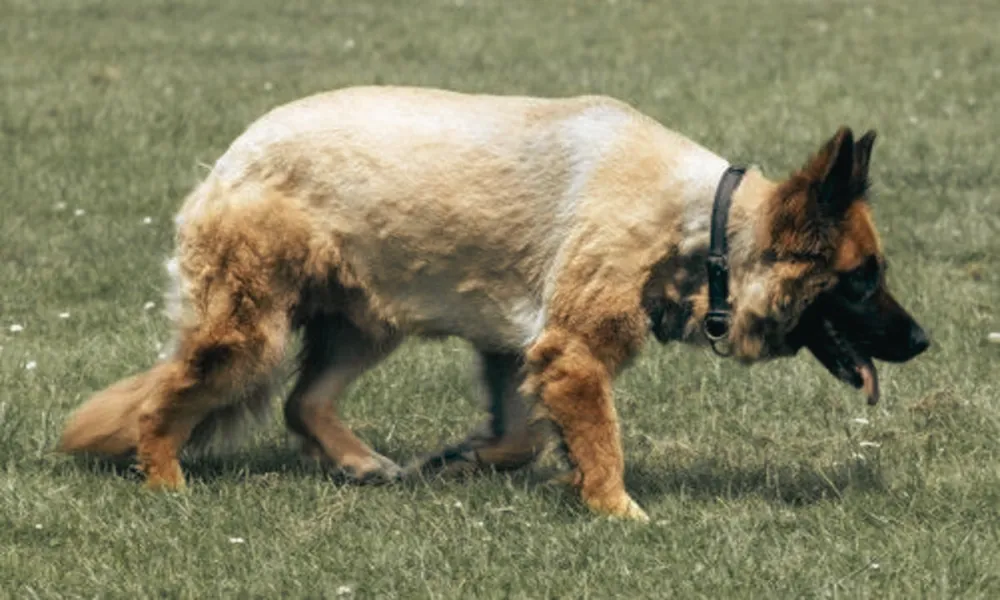 Should You Shave a German Shepherd in Summer?