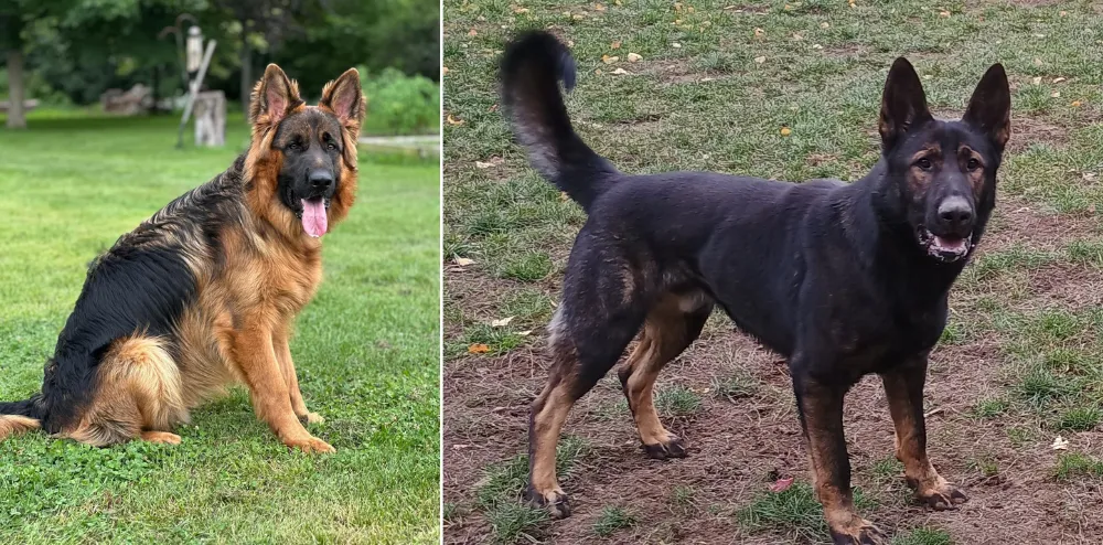 A one-and-a-half-year-old black and tan saddle long coat showline German Shepherd, and a two-year-old dark black sable Czech Working Line German Shepherd. 