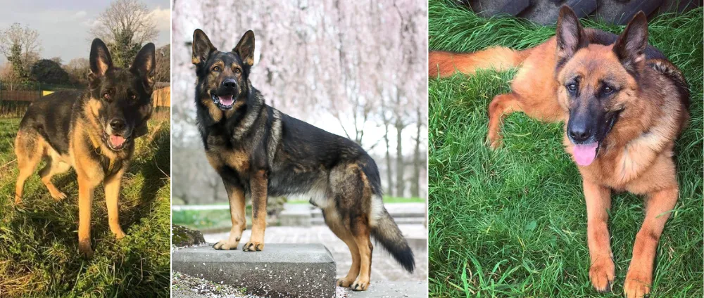 From your left: A four-year-old black and tan stock coat German Shepherd, a five-year-old dark sable stock coat working line German Shepherd, and a seven-year-old black and tan showline German Shepherd.